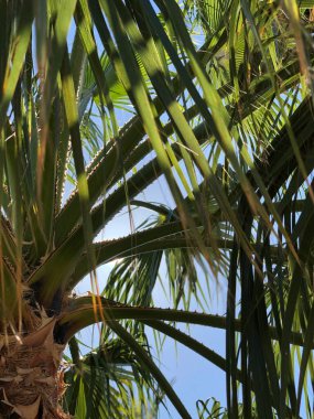 Güneş ışığında güzel palmiye yaprakları