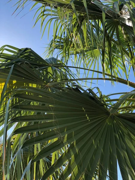 Schöne Palmblätter Sonnenlicht — Stockfoto