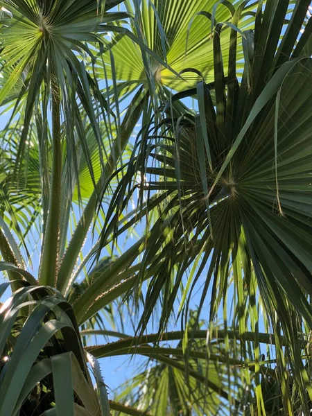 Güneş Işığında Güzel Palmiye Yaprakları — Stok fotoğraf