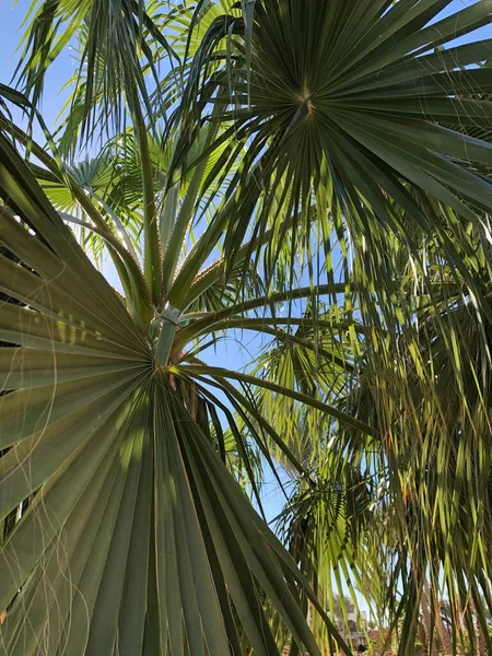 Beautiful Palm Leaves Sunlight — Stock Photo, Image