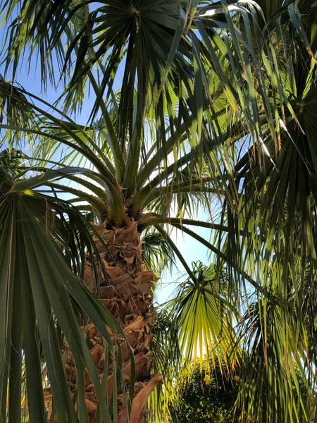 Güneş Işığında Güzel Palmiye Yaprakları — Stok fotoğraf