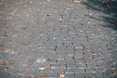 Gündüzleri şık bahçede çeşitli renklerde birbirine yakın köşeler.