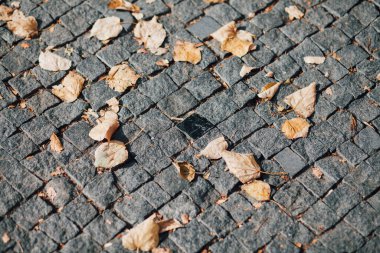 Gündüzleri şık bahçede çeşitli renklerde birbirine yakın köşeler.