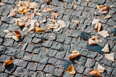 Gündüzleri şık bahçede çeşitli renklerde birbirine yakın köşeler.