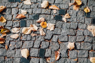 Gündüzleri şık bahçede çeşitli renklerde birbirine yakın köşeler.