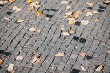 Gündüzleri şık bahçede çeşitli renklerde birbirine yakın köşeler.
