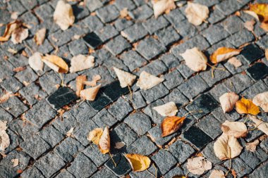 Gündüzleri şık bahçede çeşitli renklerde birbirine yakın köşeler.