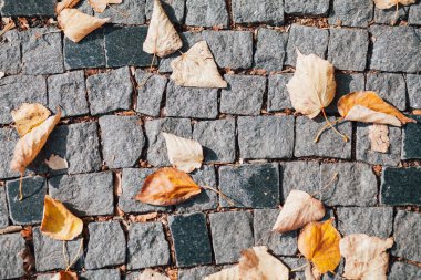 Gündüzleri şık bahçede çeşitli renklerde birbirine yakın köşeler.