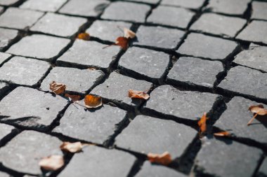 Gündüzleri şık bahçede çeşitli renklerde birbirine yakın köşeler.