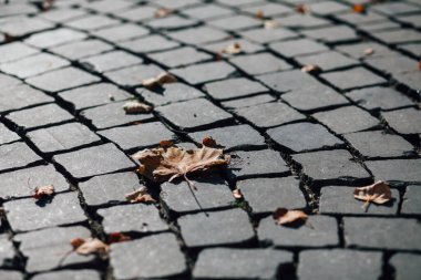 Gündüzleri şık bahçede çeşitli renklerde birbirine yakın köşeler.