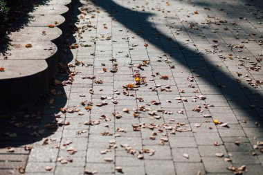 Gündüzleri şık bahçede çeşitli renklerde birbirine yakın köşeler.