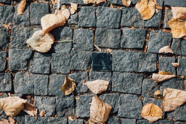 Gündüzleri şık bahçede çeşitli renklerde birbirine yakın köşeler.