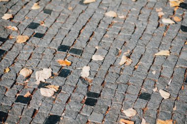 Gündüzleri şık bahçede çeşitli renklerde birbirine yakın köşeler.