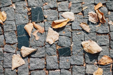 Gündüzleri şık bahçede çeşitli renklerde birbirine yakın köşeler.