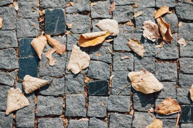 Gündüzleri şık bahçede çeşitli renklerde birbirine yakın köşeler.