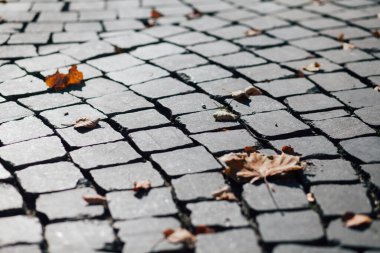 Gündüzleri şık bahçede çeşitli renklerde birbirine yakın köşeler.