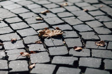 Gündüzleri şık bahçede çeşitli renklerde birbirine yakın köşeler.