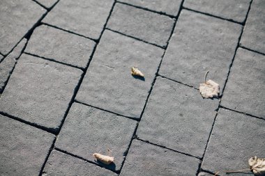 Gündüzleri şık bahçede çeşitli renklerde birbirine yakın köşeler.