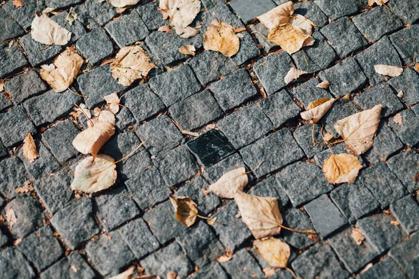 Pavers Aninhados Várias Cores Jardim Chique Durante Dia — Fotografia de Stock