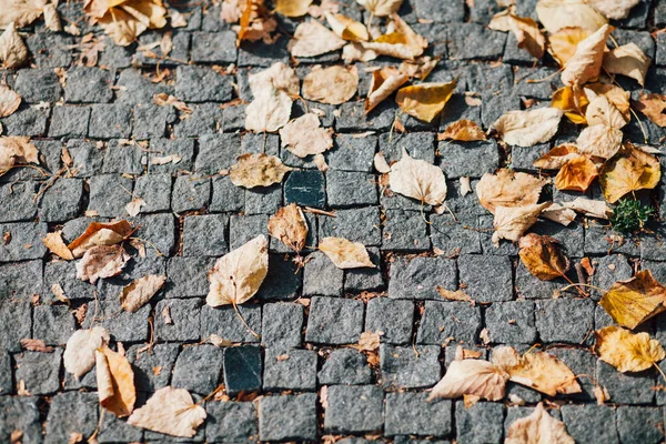 Pavers Aninhados Várias Cores Jardim Chique Durante Dia — Fotografia de Stock