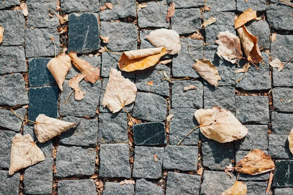 Gündüzleri şık bahçede çeşitli renklerde birbirine yakın köşeler.