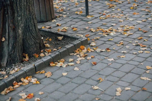 Pavimentazione Pietre Con Pali Ferro Piedi Sentiero Nel Parco — Foto Stock