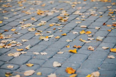 Gündüzleri şık bahçede çeşitli renklerde birbirine yakın köşeler.