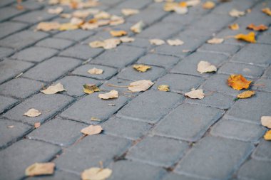 Gündüzleri şık bahçede çeşitli renklerde birbirine yakın köşeler.