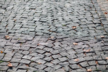 Gündüzleri şık bahçede çeşitli renklerde birbirine yakın köşeler.