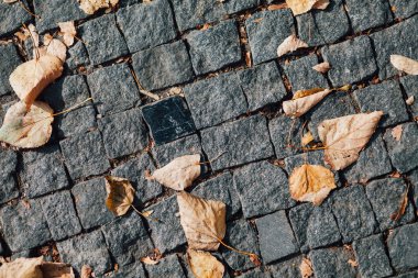 Gündüzleri şık bahçede çeşitli renklerde birbirine yakın köşeler.