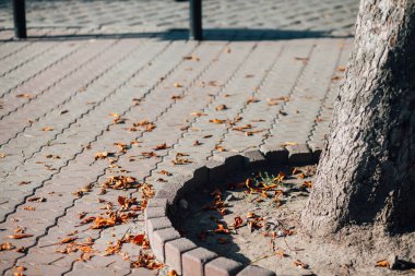 Gündüzleri şık bahçede çeşitli renklerde birbirine yakın köşeler.