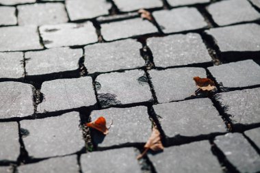 Gündüzleri şık bahçede çeşitli renklerde birbirine yakın köşeler.