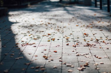 Gündüzleri şık bahçede çeşitli renklerde birbirine yakın köşeler.