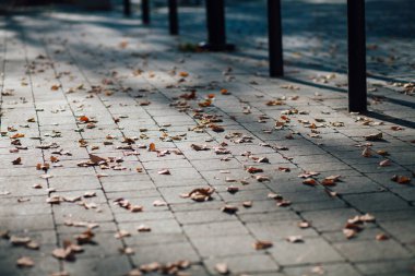 Gündüzleri şık bahçede çeşitli renklerde birbirine yakın köşeler.