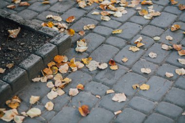 Gündüzleri şık bahçede çeşitli renklerde birbirine yakın köşeler.