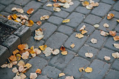 Gündüzleri şık bahçede çeşitli renklerde birbirine yakın köşeler.