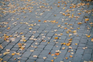 Gündüzleri şık bahçede çeşitli renklerde birbirine yakın köşeler.