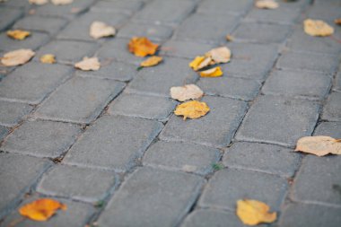 Gündüzleri şık bahçede çeşitli renklerde birbirine yakın köşeler.