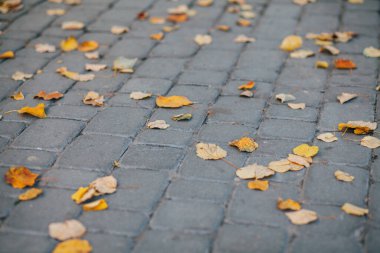 Gündüzleri şık bahçede çeşitli renklerde birbirine yakın köşeler.