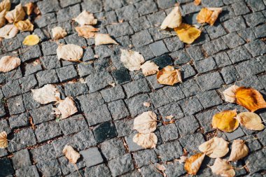 Gündüzleri şık bahçede çeşitli renklerde birbirine yakın köşeler.