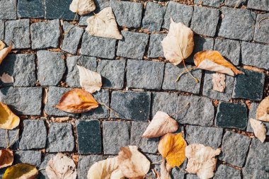 Gündüzleri şık bahçede çeşitli renklerde birbirine yakın köşeler.