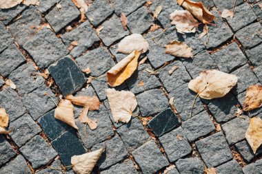 Gündüzleri şık bahçede çeşitli renklerde birbirine yakın köşeler.