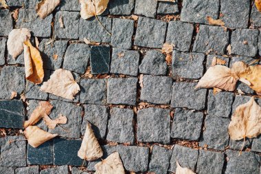 Gündüzleri şık bahçede çeşitli renklerde birbirine yakın köşeler.