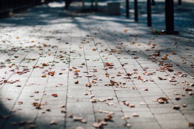 Gündüzleri şık bahçede çeşitli renklerde birbirine yakın köşeler.