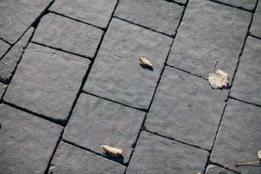Gündüzleri şık bahçede çeşitli renklerde birbirine yakın köşeler.