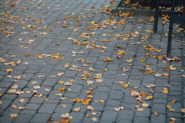 Gündüzleri şık bahçede çeşitli renklerde birbirine yakın köşeler.