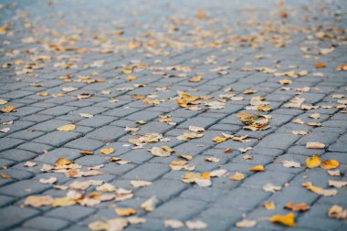Gündüzleri şık bahçede çeşitli renklerde birbirine yakın köşeler.