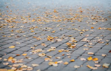 Gündüzleri şık bahçede çeşitli renklerde birbirine yakın köşeler.
