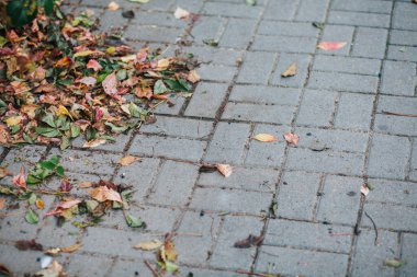 Gündüzleri şık bahçede çeşitli renklerde birbirine yakın köşeler.