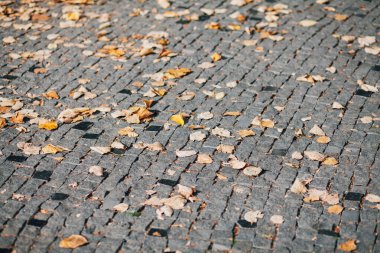 Gündüzleri şık bahçede çeşitli renklerde birbirine yakın köşeler.